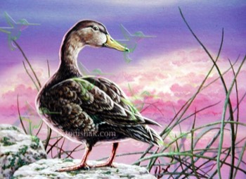  164 Mottled Duck 