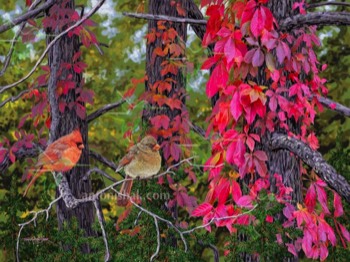  616 Virginia Creepers and Cardinals 