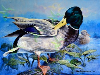  83 Preening Mallard 