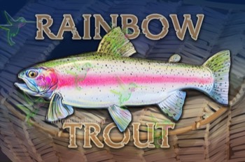  389 Rainbow Trout 