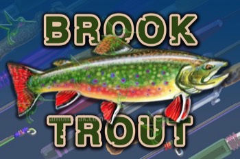 394 Brook Trout 
