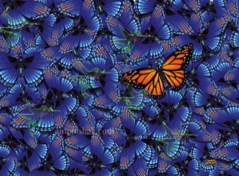  530 Study in Butterfly Blue 