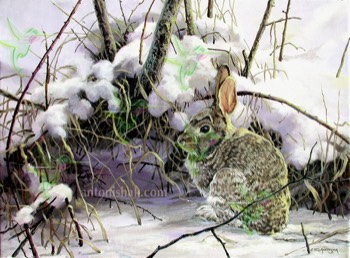  253 Cottontail 