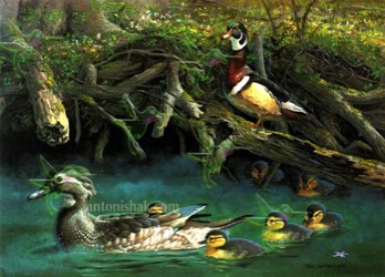  78 Wood Ducks in Spring 