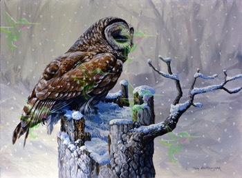  118 Winter Barred Owl 