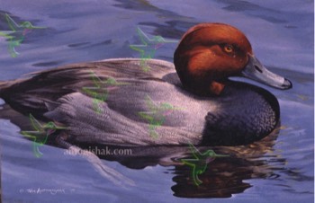  142 Banded Redhead 